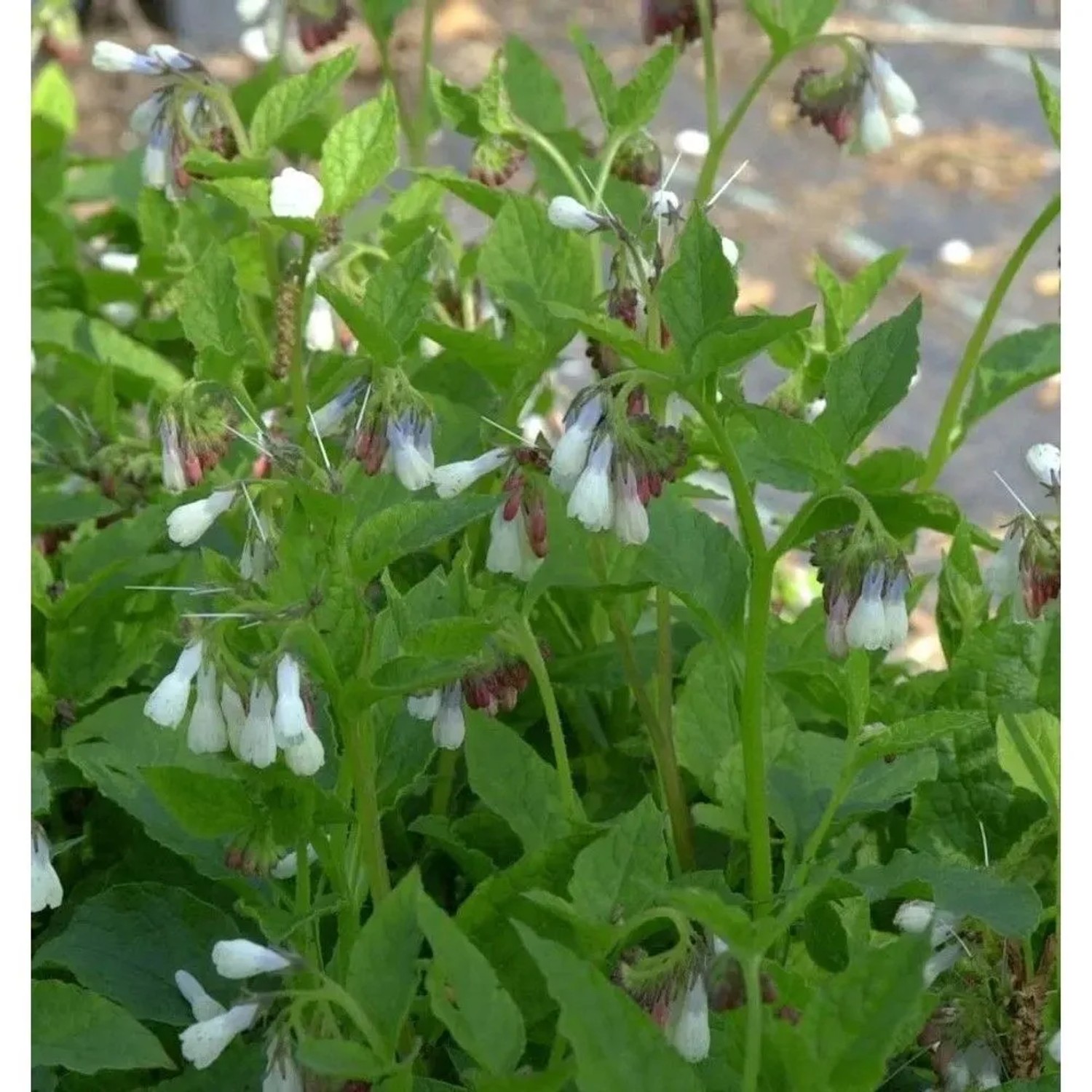 Kaukasus Beinwell Wisley Blue - Symphytum grandiflorum