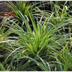 Immergrüne Japan Segge - großer Topf - Carex morrowii