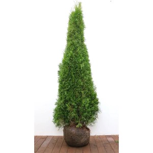 Smaragd Thuja (175-200 cm) als Heckenpflanze mit dichtem, grünem Nadelkleid.