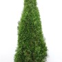 Smaragd Thuja (175-200 cm) als Heckenpflanze mit dichtem, grünem Nadelkleid.