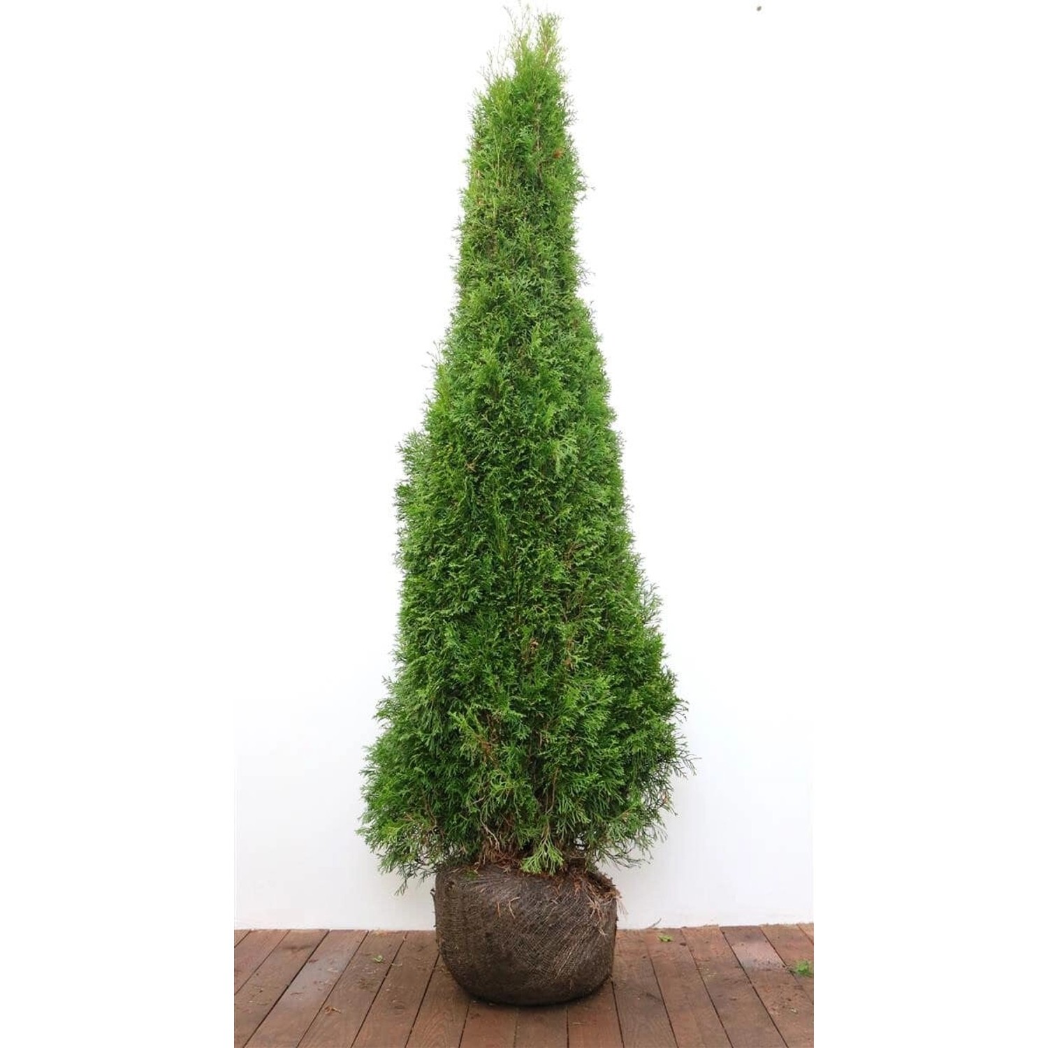 Thuja occidentalis 'Smaragd' 175-200 cm günstig online kaufen