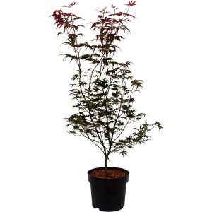 Japanischer Fächerahorn Bloodgood im Topf, ca. 80-100cm hoch, mit purpurroten Blättern.