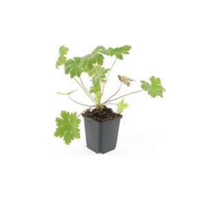 Balkan-Storchschnabel 'Ingwersens Variety' im 9cm Topf, ein grüner Bodendecker.