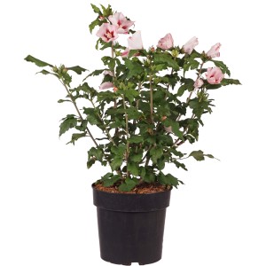 Garteneibisch Hamabo im Topf mit rosa-weißen Blüten und rotem Zentrum.