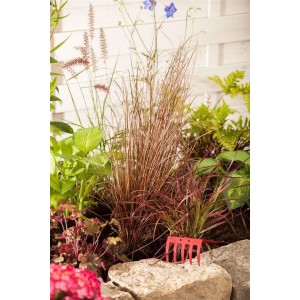 Rotbraune Segge 'Red Rooster' im Gartenbeet mit Ziergräsern und roter Harke.