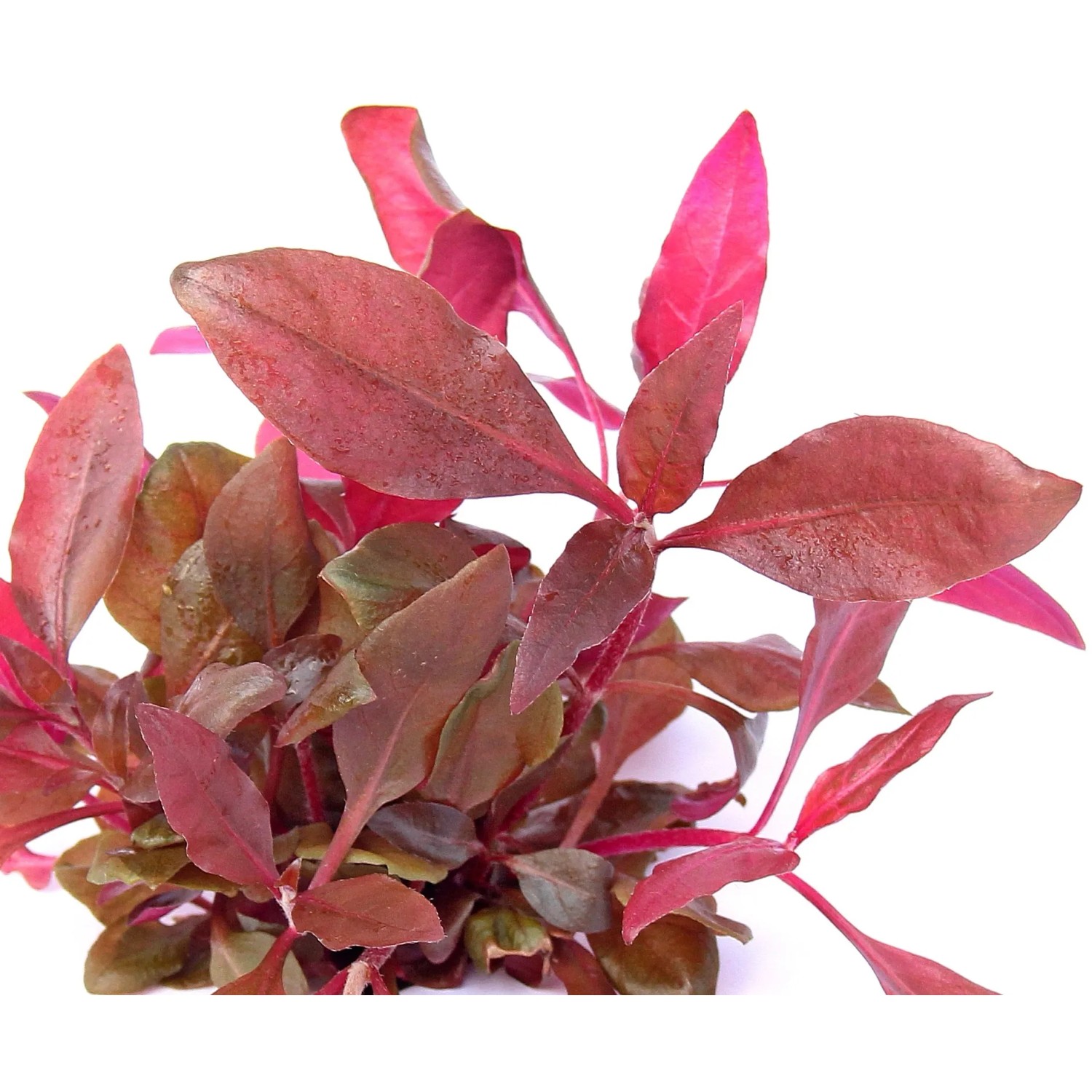 Dennerle Aquariumpflanze Alternanthera Reineckii Lila In-Vitro mit roten Blättern.