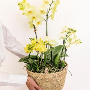 Gelbes Kolibri Orchideen-Set im Schilfkorb mit Wassertank, bestehend aus 3 Orchideen und 3 Rhipsalis.