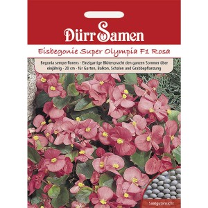 Dürr Samen Eisbegonie Super Olympia F1 Rosa: Einjährige rosa Eisbegonien für Beet und Balkon.