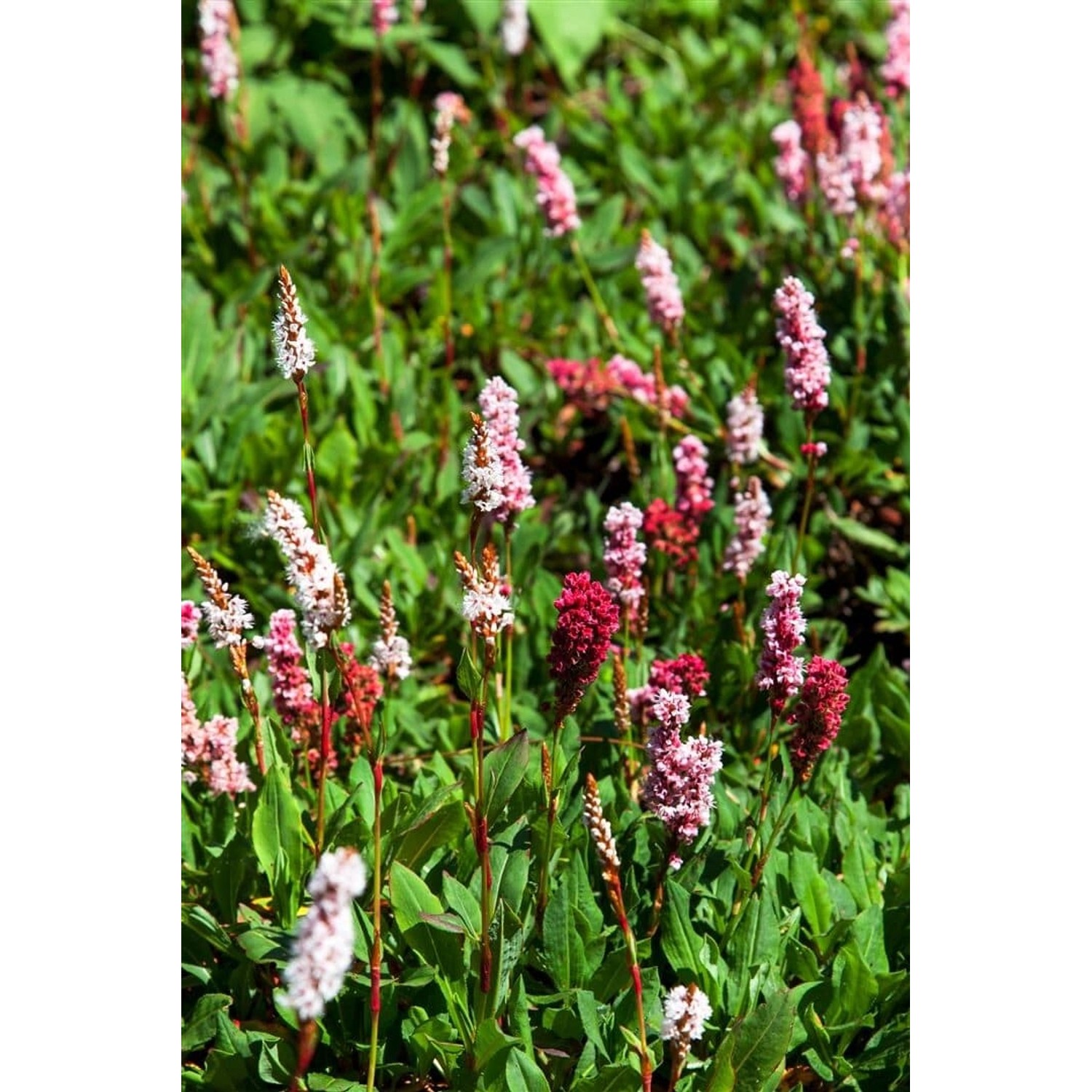 Bistorta Affinis Kabouter Teppichknöterich Rosa Blüten Ca. 9x9 cm Topf günstig online kaufen