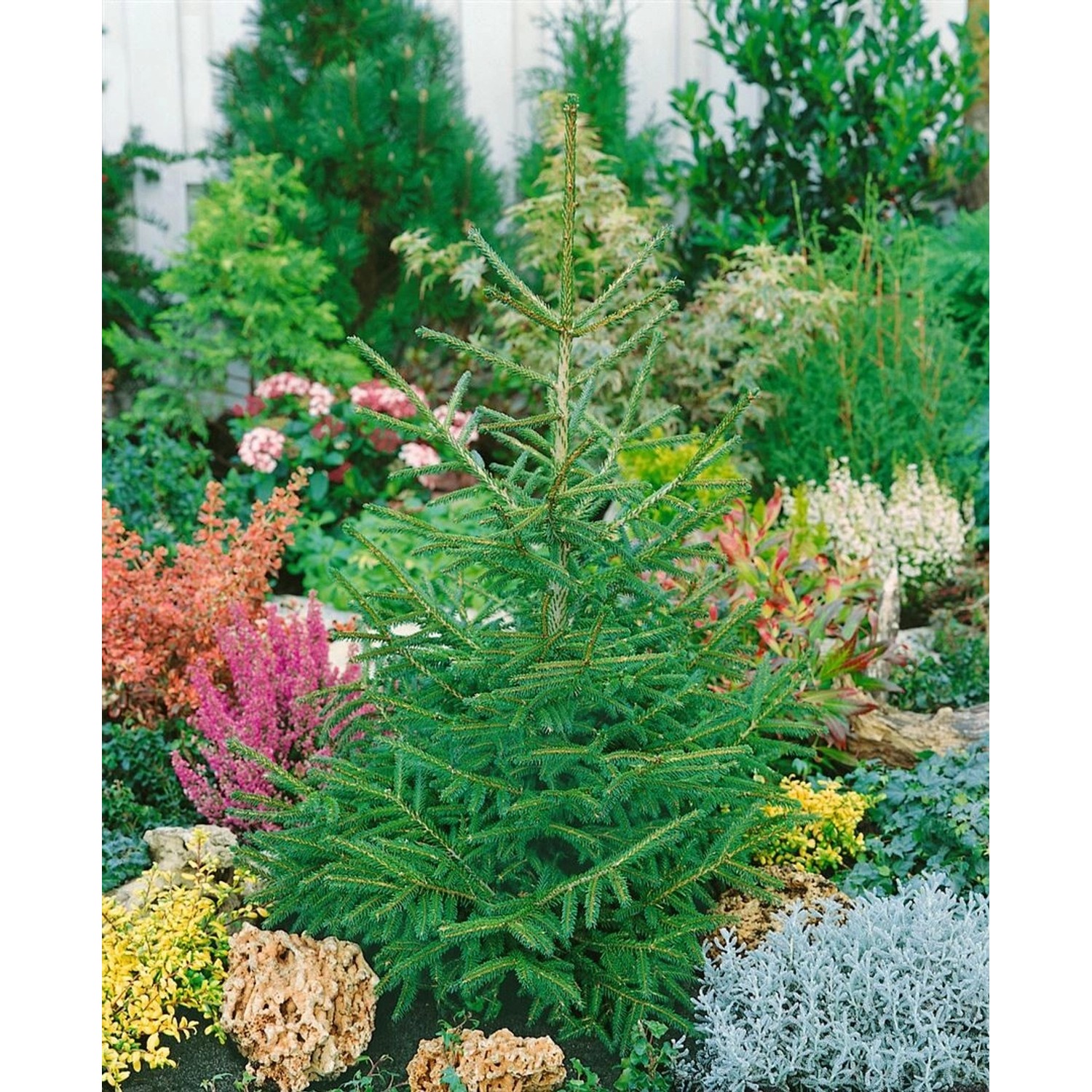 Picea Orientalis Aurea Compacta Gold-Fichte 60–70 cm günstig online kaufen