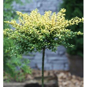Hochstamm Löffel-Ilex 'Convexed Gold', 40-60cm, mit gelb-grünen Blättern.