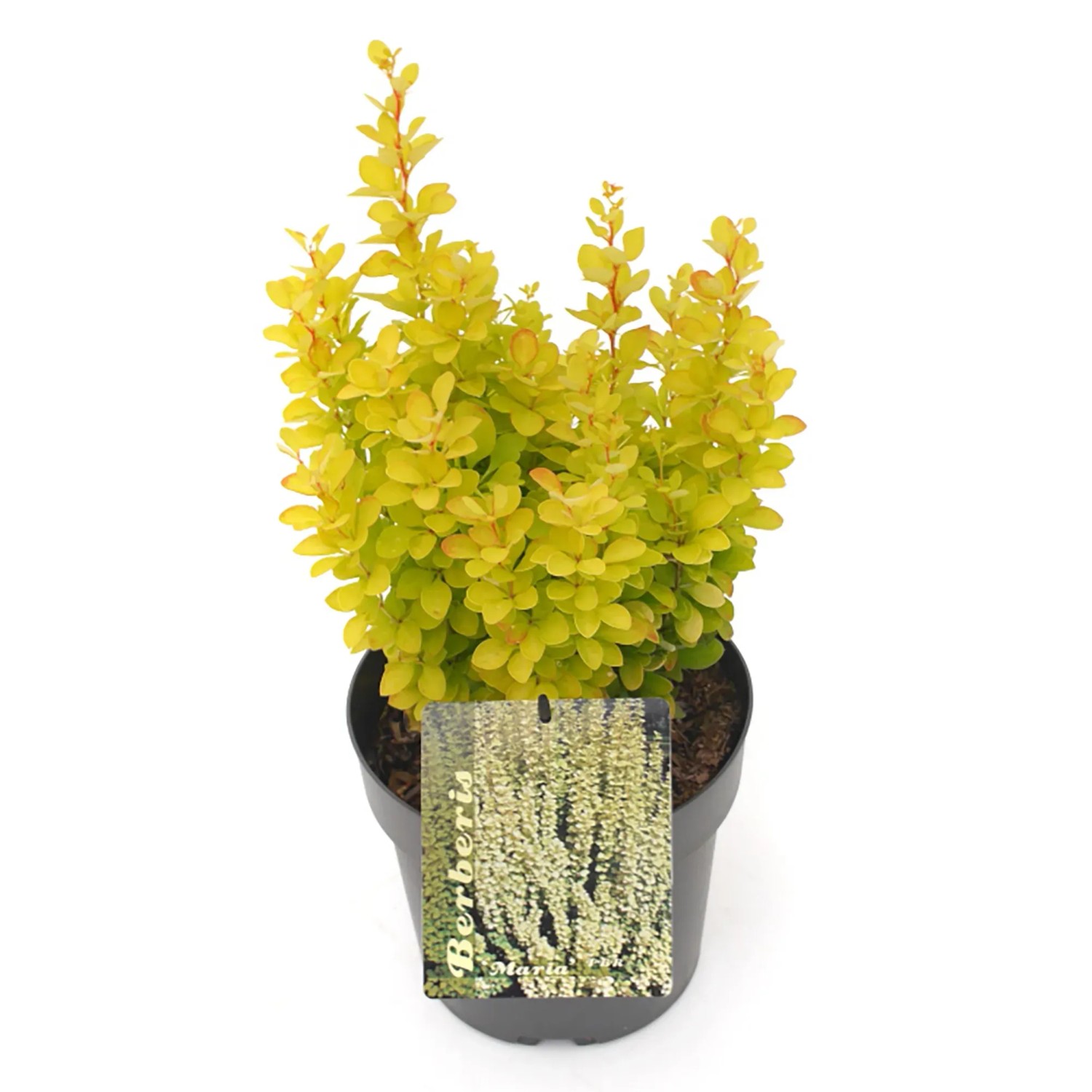 GROW by OBI Goldberberitze Maria Gold-Gelb Höhe 20 - 30 cm Berberis thunbergii