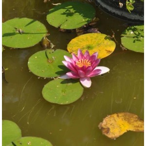 Seerose Darwin - Nymphaea