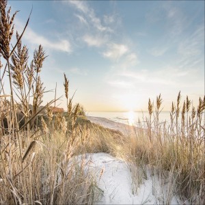 Glasbild Wilder Strand III, 50x50 cm: Dünenlandschaft mit Strandhafer im sanften Abendlicht.