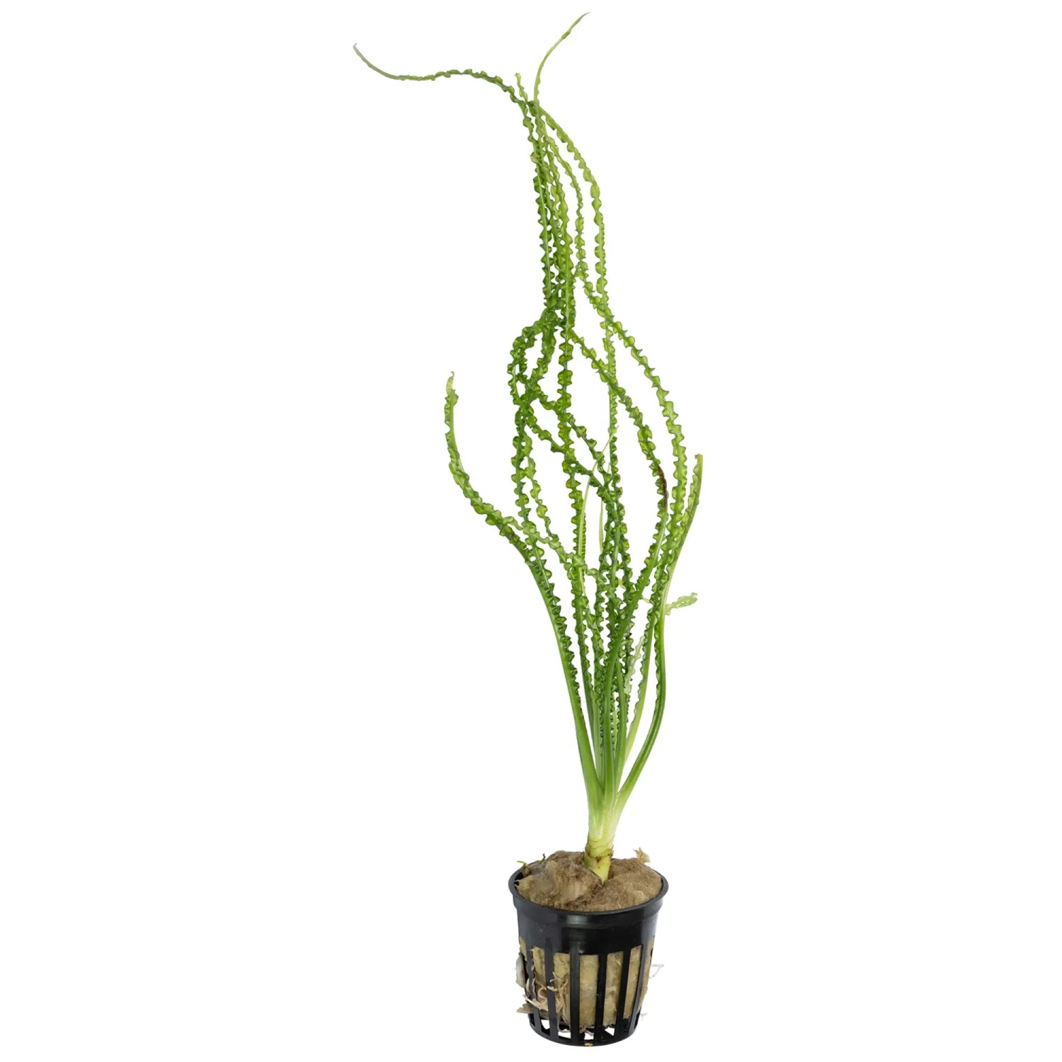 Crinum calamistratum