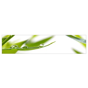 MySpotti Küchenrückwand Profix Cucina Dew Drop, grasgrün, mit Tautropfen auf einem Grashalm.