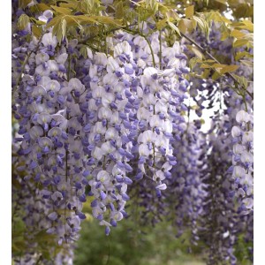 Blühender Chinesischer Blauregen (Wisteria sinensis) mit violetten Blüten.