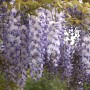 Blühender Chinesischer Blauregen (Wisteria sinensis) mit violetten Blüten.