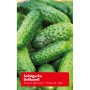 Frische, grüne Salatgurken der Sorte Delikateß, ideal für den Anbau im eigenen Garten.