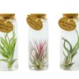 Tillandsie im Glasgefäß Topf-Ø ca. 5 cm Tillandsia