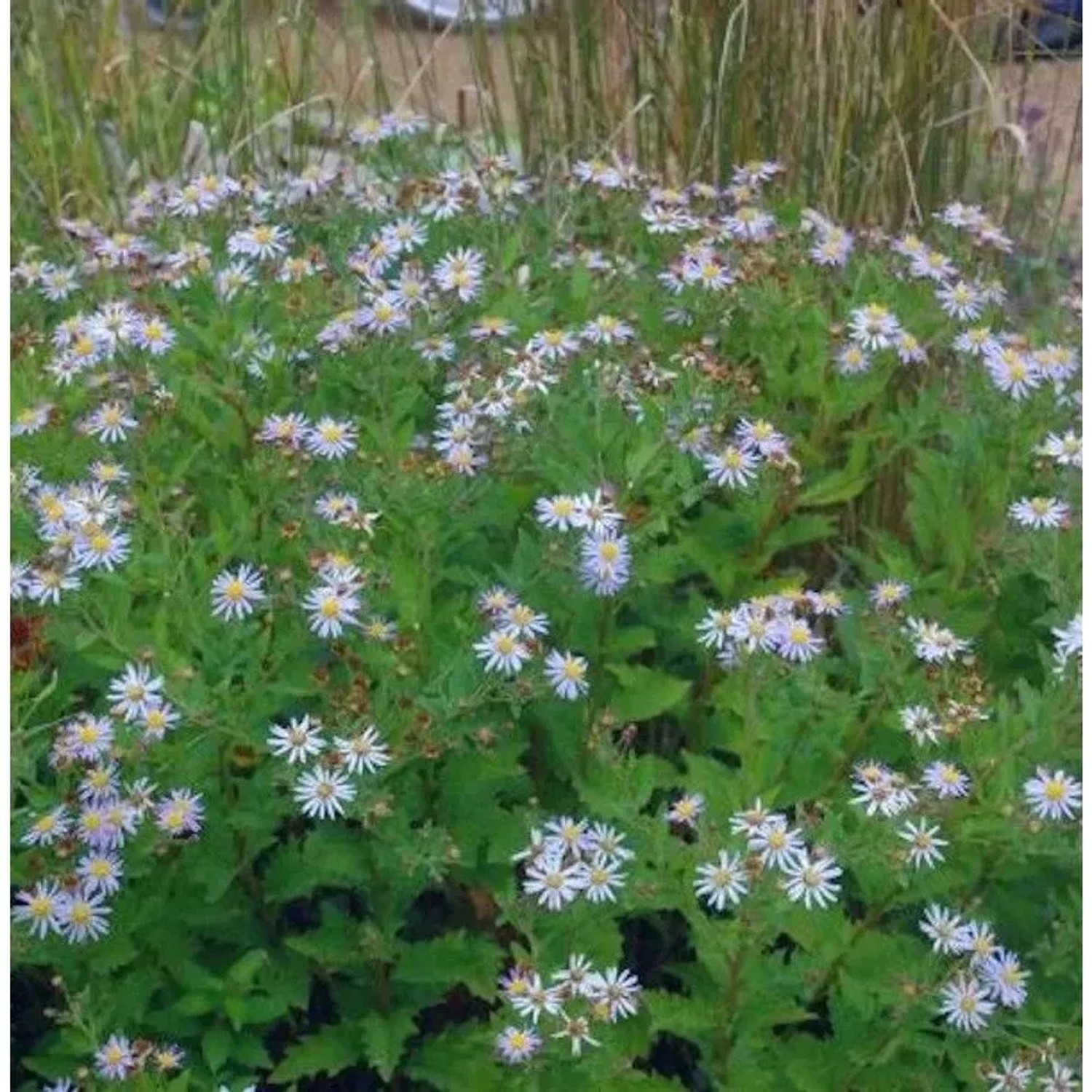 Pyrenäen Aster - Aster pyrenaeus