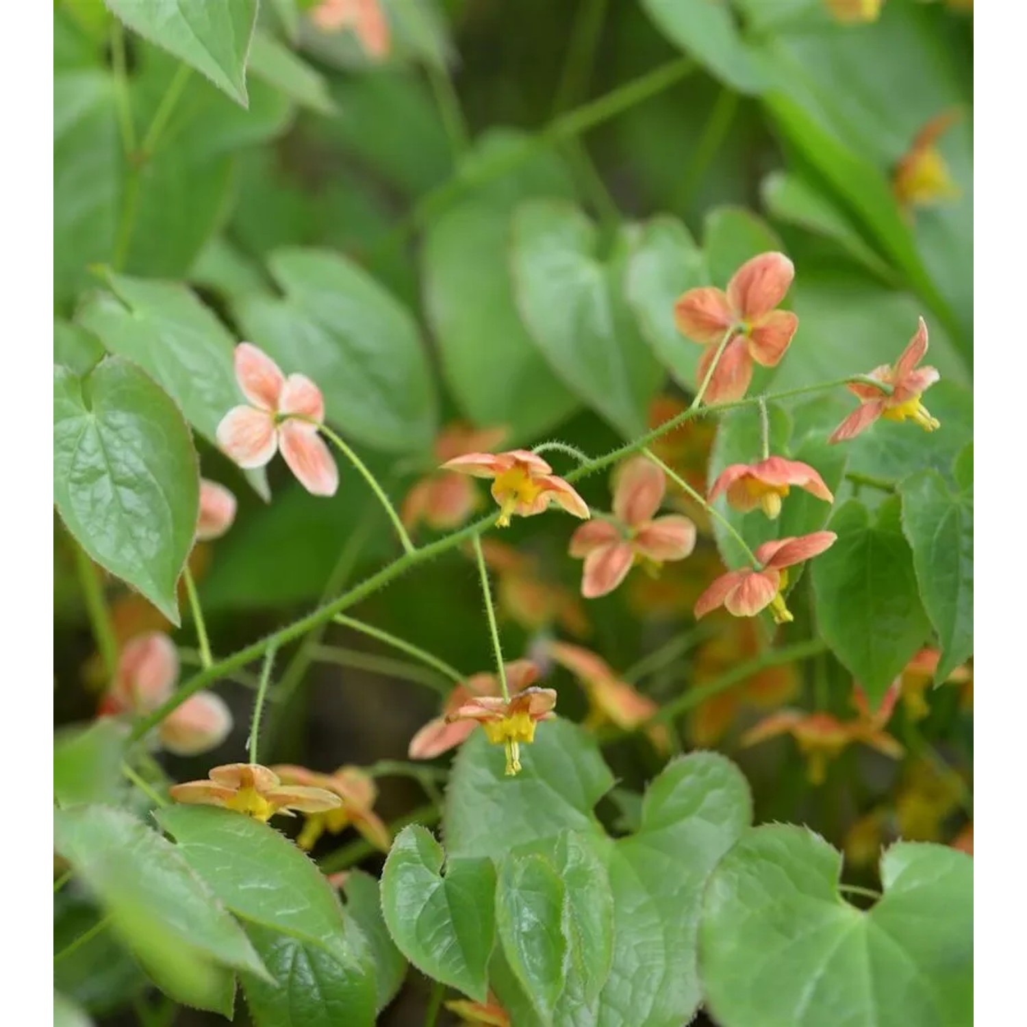 Elfenblume Orangekönigin - Epimedium warleyense