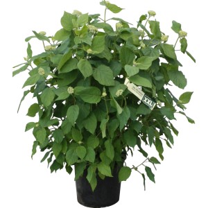 Ballhortensie Annabelle im Topf, ca. 80-100 cm hoch, mit grünen Blättern und weißen Blüten.
