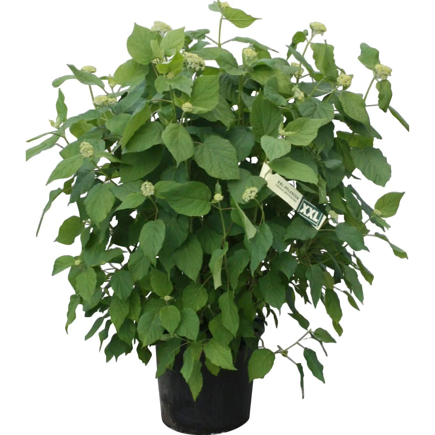 GROW by OBI Ballhortensie "Annabelle" H ca. 80-100cm Topf 15l Hydrangea