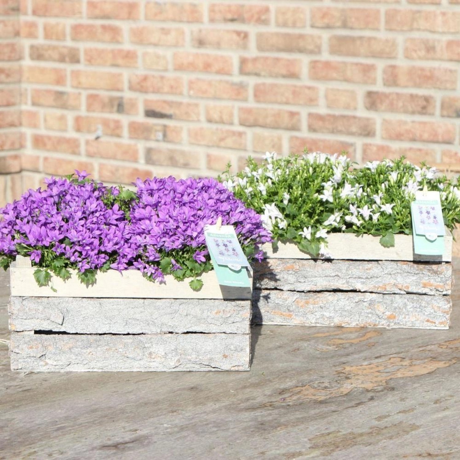 Exotenherz Campanula Addenda Ambella Glockenblume Weiß Holzschale mit 2