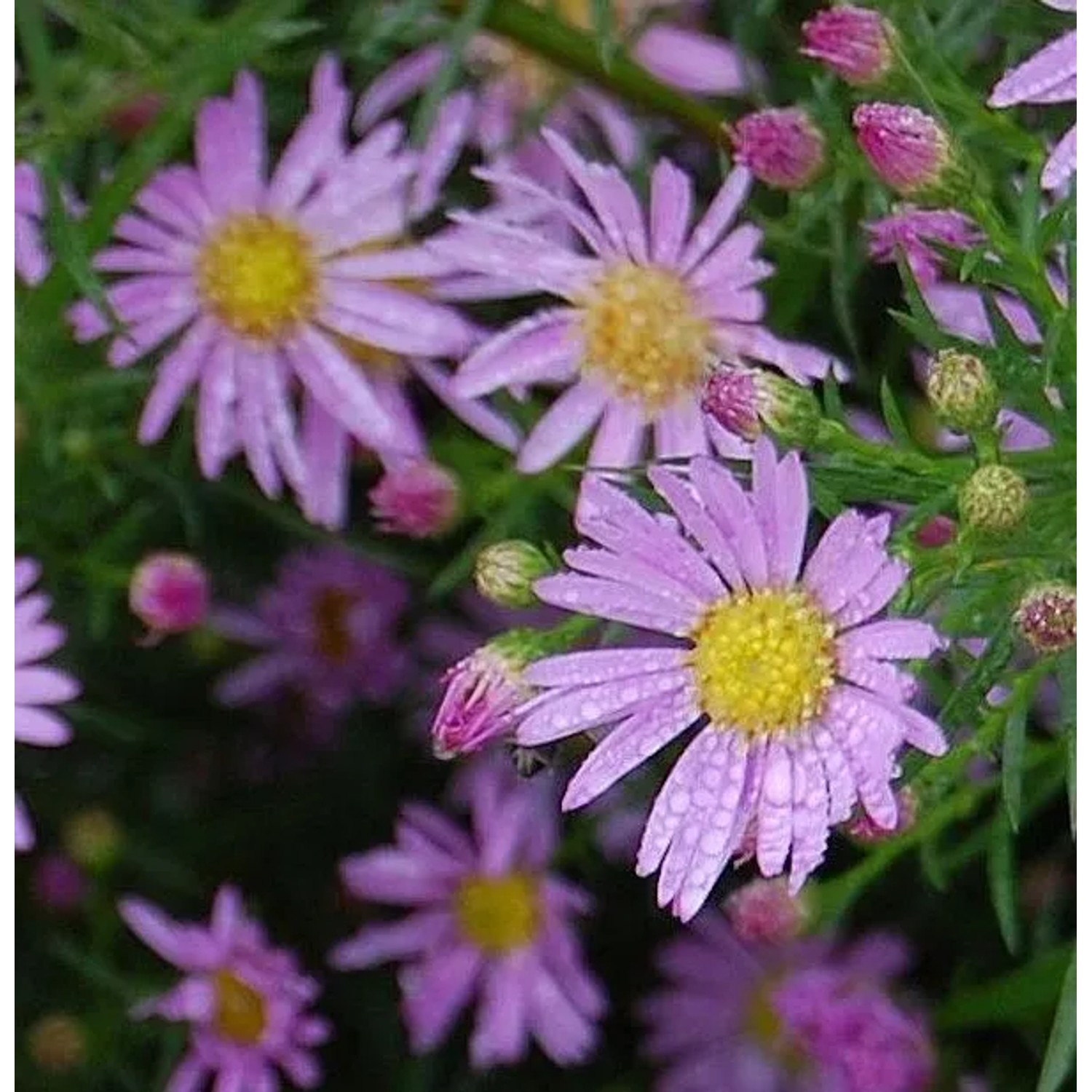 Myrtenaster Pink Star - Aster pringlei