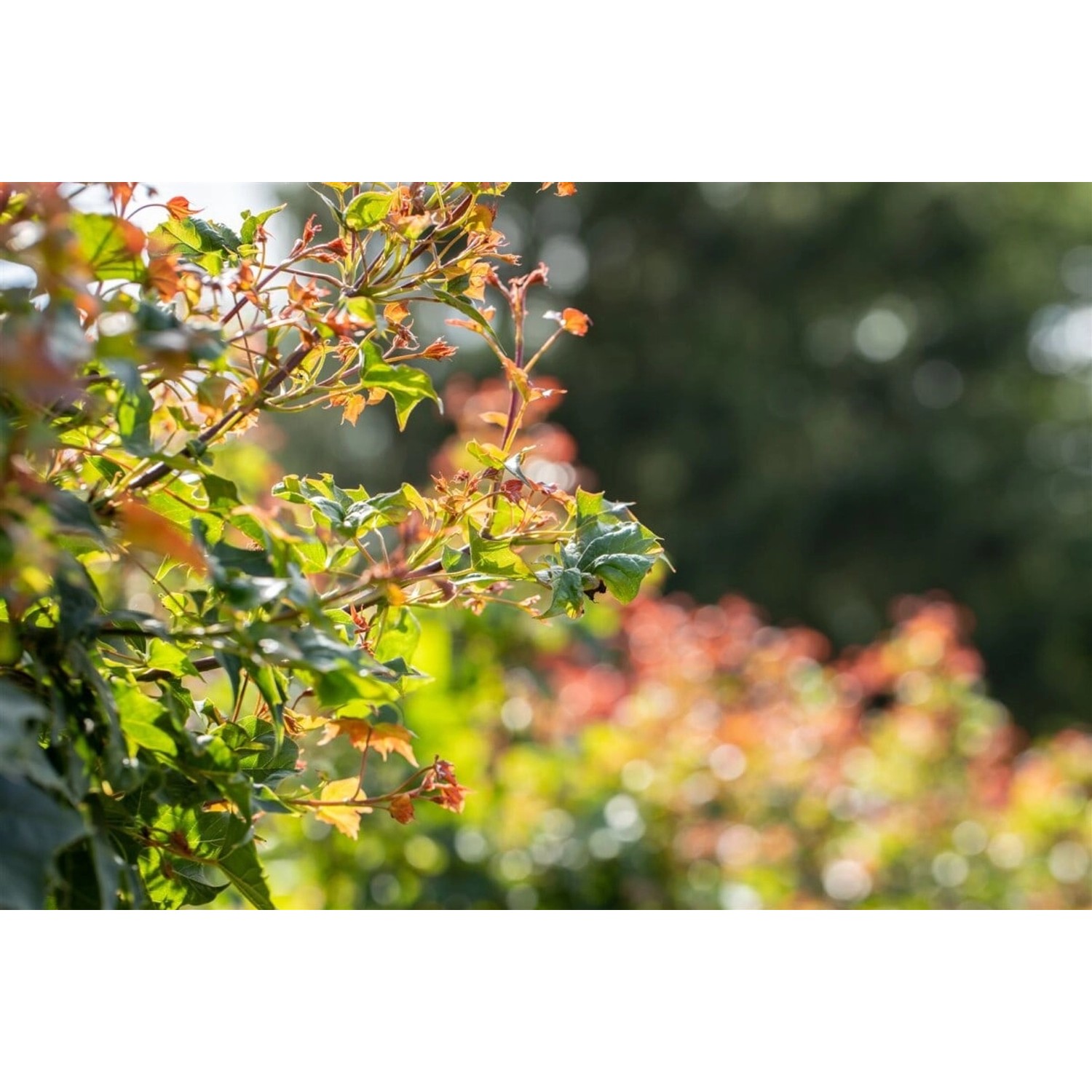 Acer Platanoides Ample Surprice Spitzahorn 150 cm Stammhöhe günstig online kaufen