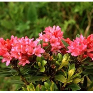 Japanische Azalee Little Red 25-30cm - Rhododendron obtusum - Zwerg Alpenrose