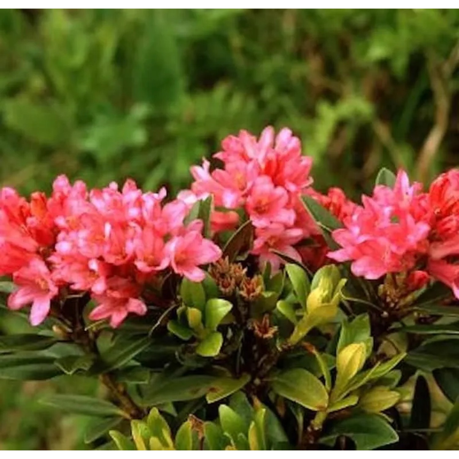Japanische Azalee Little Red 25-30cm - Rhododendron obtusum - Zwerg Alpenrose