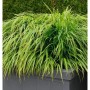 Japanisches Berggras 'Nicolas' (Hakonechloa macra) im Topf, grüne Zierstaude.