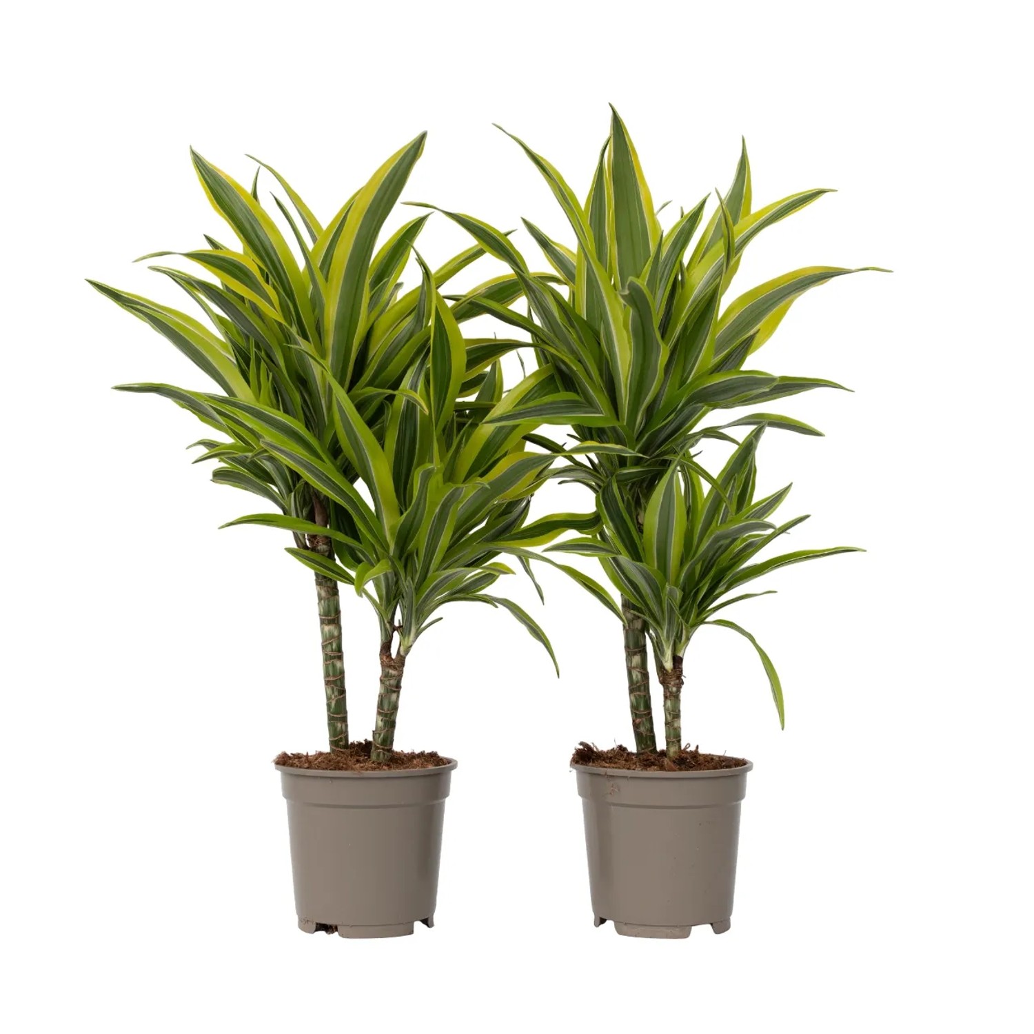 Plant In A Box Drachenbaumen X2  Dracaena Deremensis 'Lemon Lime' Höhe 60cm Ø17 Grün