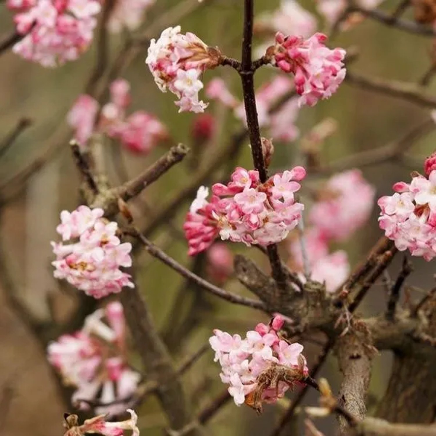 arborix Winterschneeball 'Charles Lamont' Viburnum Bodnantense 50 Bis 60 Cm Im Container Duftende Winterblüte