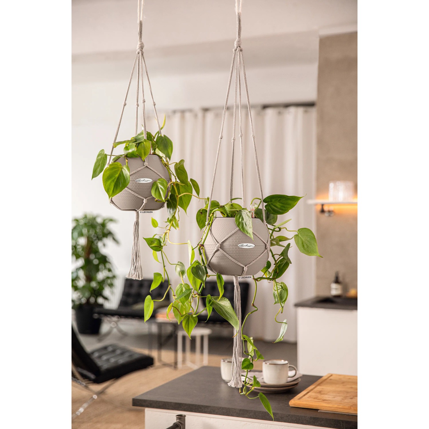 Lechuza Hängeampel Makramee Cotton Pure Natur, 22x14cm, mit Pflanzen in Wohnraum.