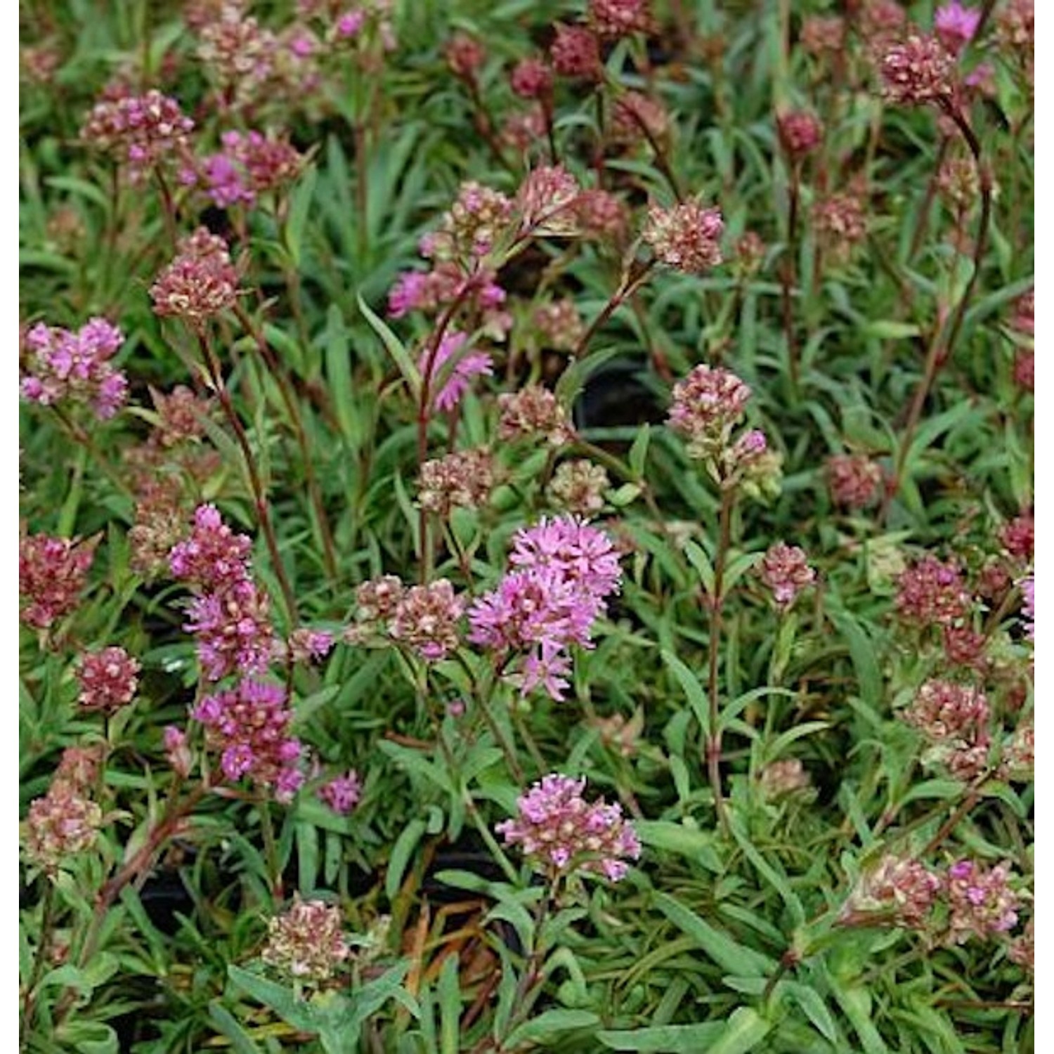 Alpenpechnelke - Lychnis alpina günstig online kaufen