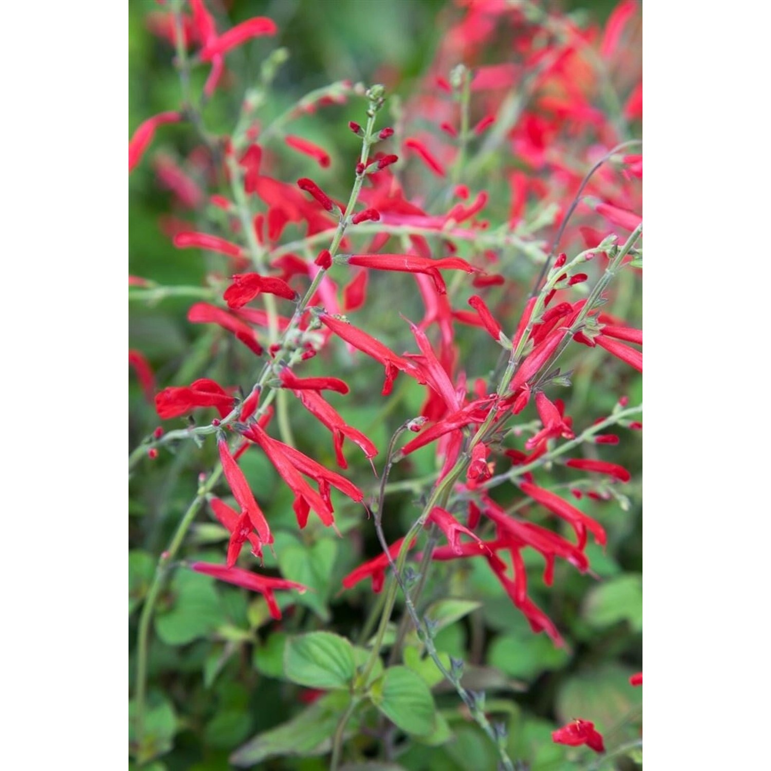 Salvia Rutilans Ananas Salbei Ca. 11x11 cm Topf günstig online kaufen
