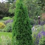 Schmaler, grüner Lebensbaum 'Smaragd' (Thuja occidentalis) im Garten, ca. 125-150 cm hoch.