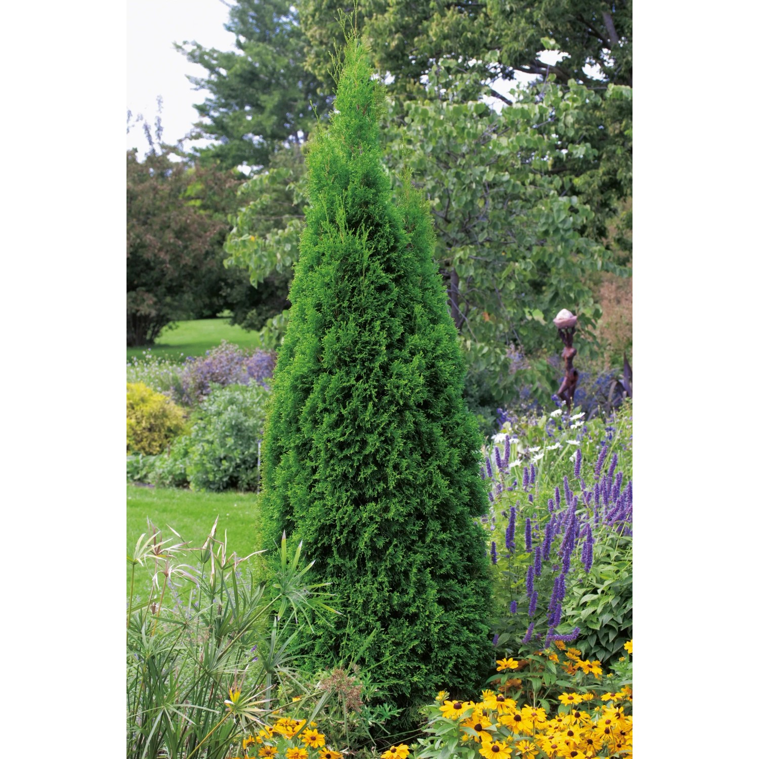 thuja hecke mit blaukorn düngen Thuja Dünger - Mineralischer NPK Flüssigdünger mit Stickstoff main image 1