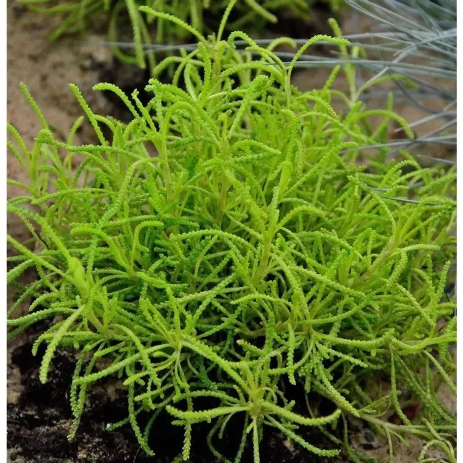 Heiligenkraut Lemon Fizz - Santolina chamaecyparissus