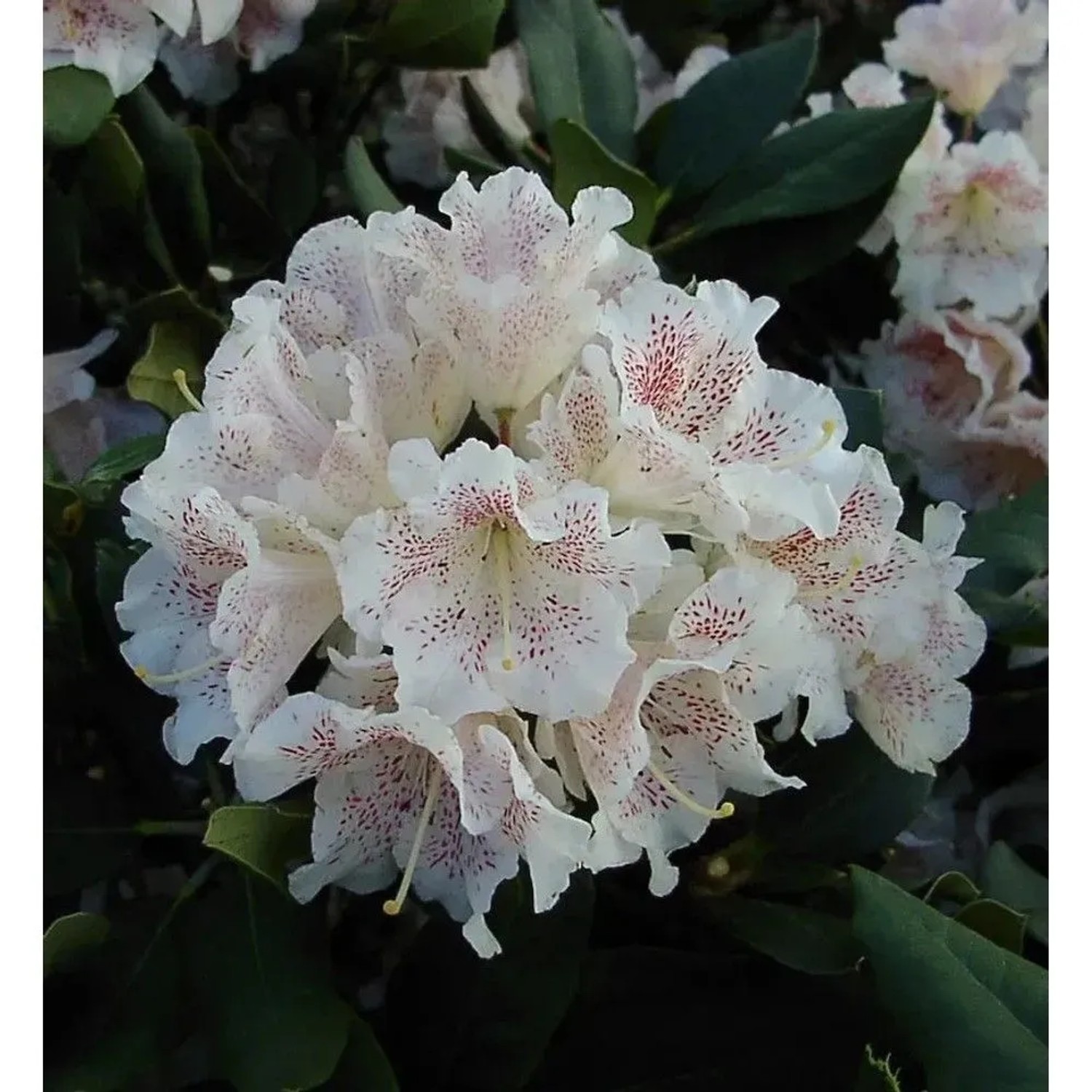 Großblumige Rhododendron Double Dots 30-40cm - Alpenrose