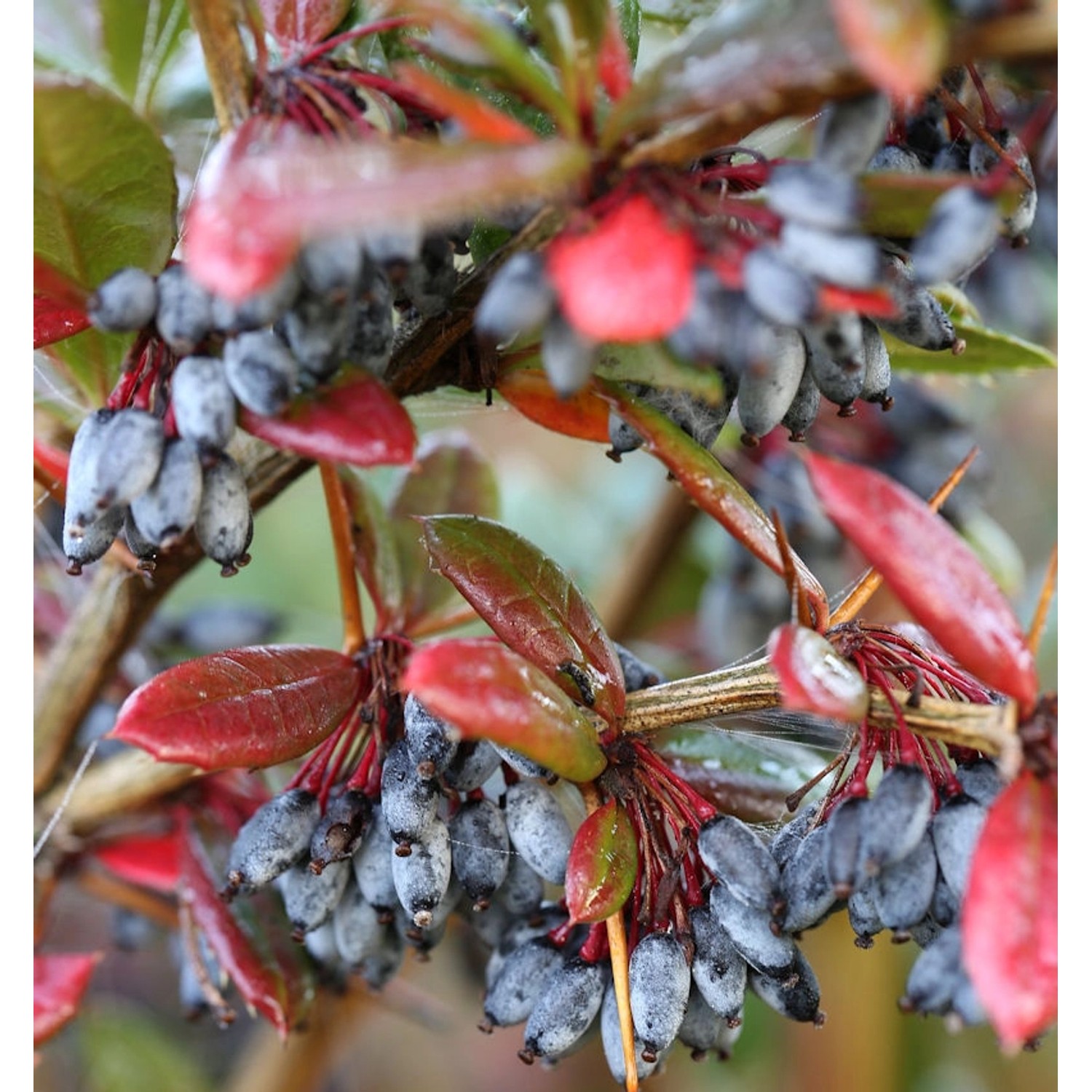 Großblättrige Berberitze 80-100cm - Berberis julianae günstig online kaufen