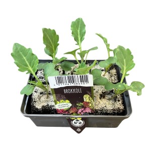 Brokkoli Jungpflanzen im 6er Set mit Wurzelballen in Schale.