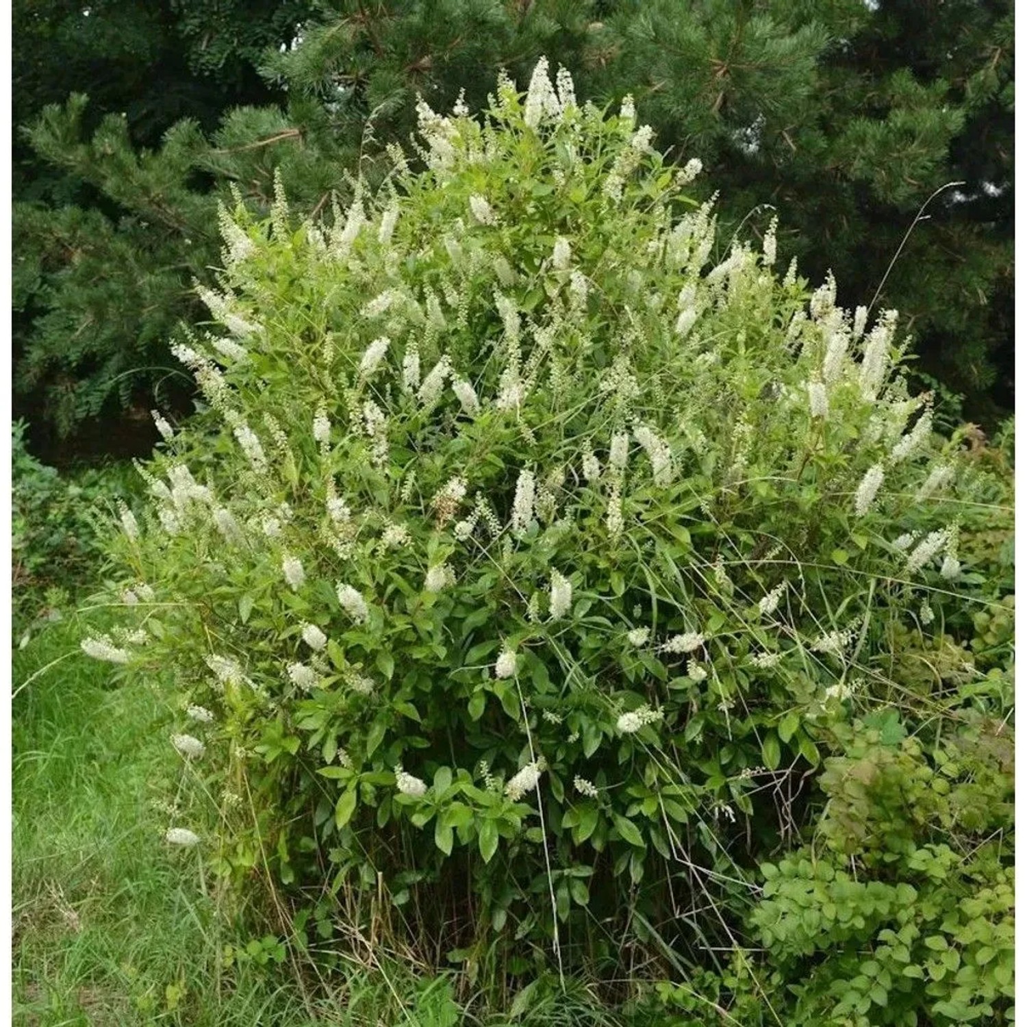 Zimterle Silberkerzenstrauch 40-60cm - Clethra alnifolia