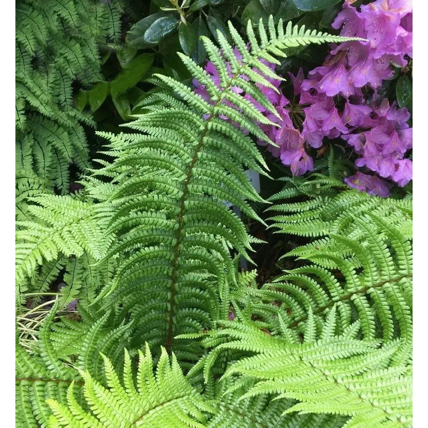 Schmaler Goldschuppenfarn - Dryopteris affinis