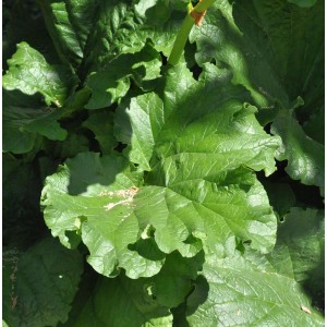 Nahaufnahme von grünen Blättern des Rhabarber Victoria (Rheum rhabarbarum) im Garten.