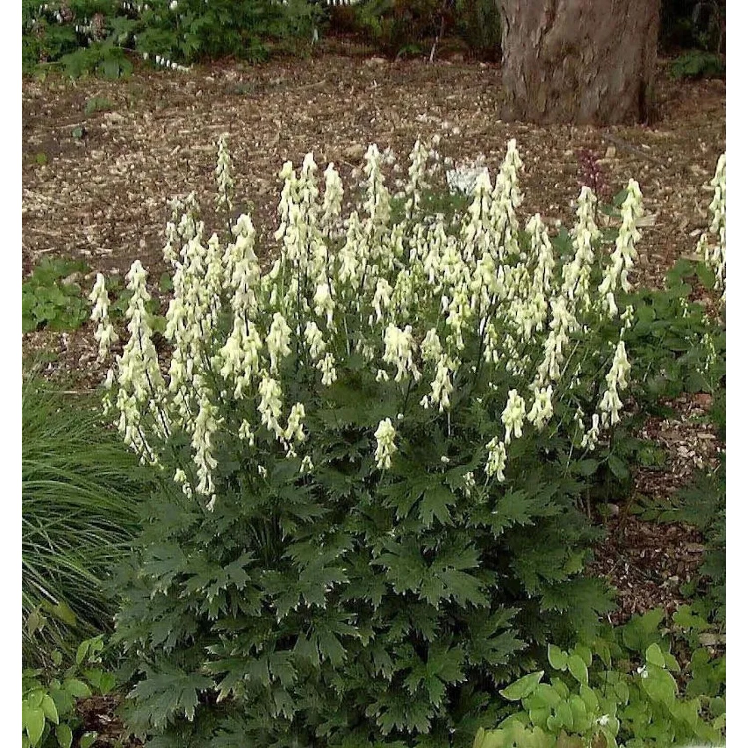 Weißblühender Schweden-Eisenhut Ivorine - Aconitum septentrionale