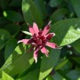 Nahaufnahme einer purpurroten Blüte des Gewürzstrauchs Aphrodite (Calycanthus raulstonii) mit grünen Blättern.